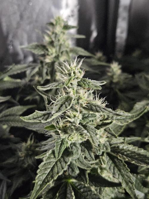 Sticky Brokkoli Zamnesia Eternity Cup. Week 12