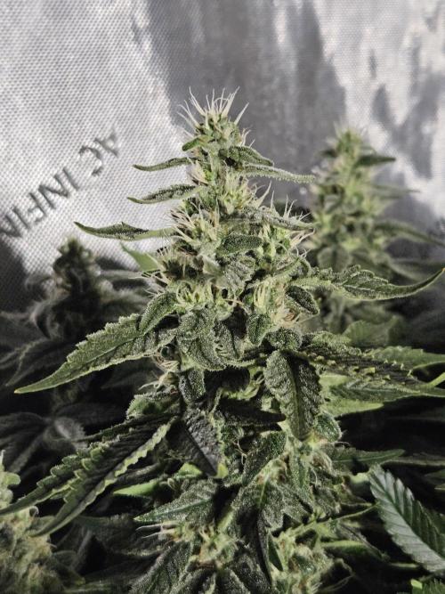 Sticky Brokkoli Zamnesia Eternity Cup. Week 12