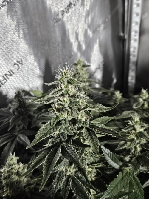 Sticky Brokkoli Zamnesia Eternity Cup. Week 12