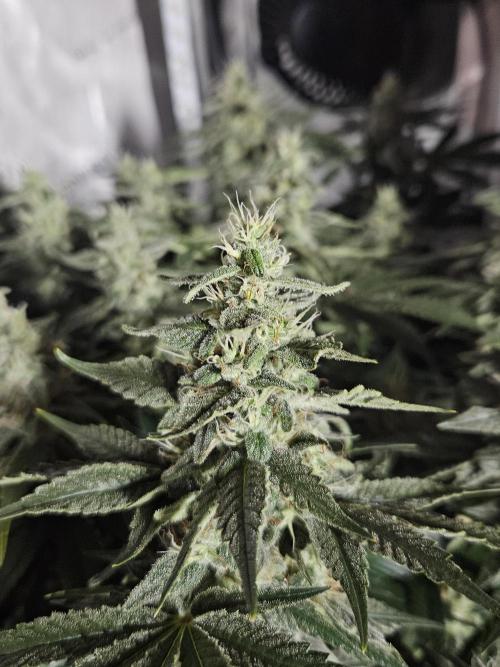 Sticky Brokkoli Zamnesia Eternity Cup. Week 12