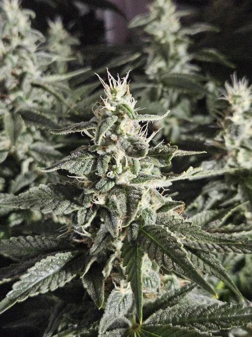 Sticky Brokkoli Zamnesia Eternity Cup. Week 12