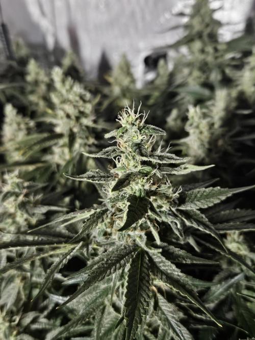 Sticky Brokkoli Zamnesia Eternity Cup. Week 12