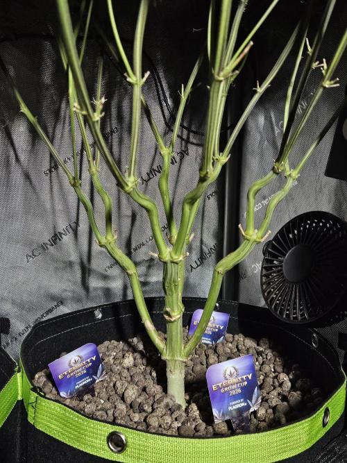Sticky Brokkoli Zamnesia Eternity Cup. Week 12
