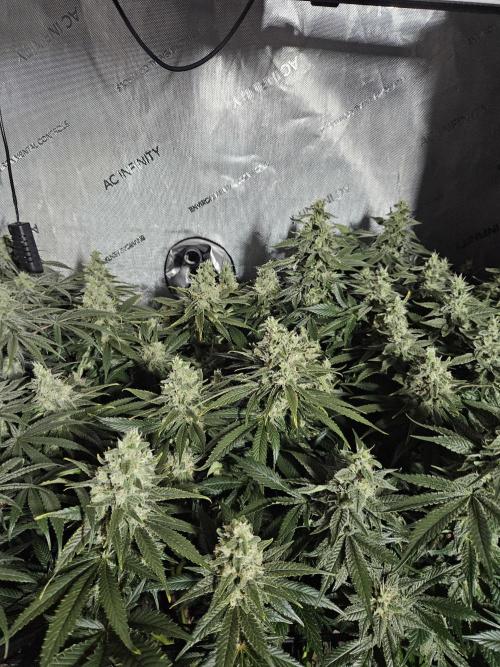 Slurricane Zamnesia. Week 12