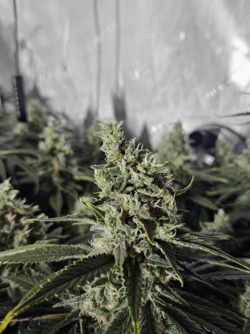 Slurricane Zamnesia. Week 12
