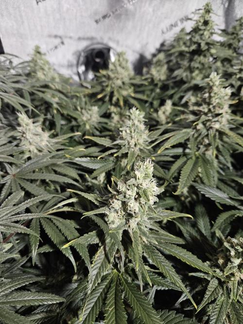 Slurricane Zamnesia. Week 12