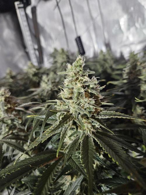 Slurricane Zamnesia. Week 12