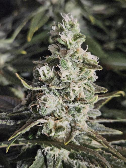 Slurricane Zamnesia. Week 12