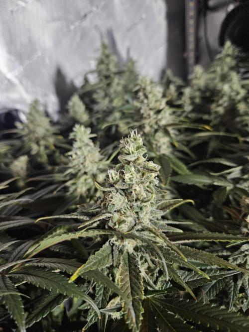 Slurricane Zamnesia. Week 12
