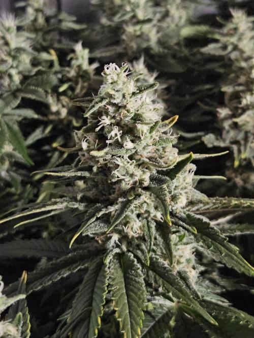 Slurricane Zamnesia. Week 12