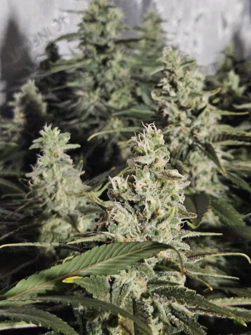 Slurricane Zamnesia. Week 12
