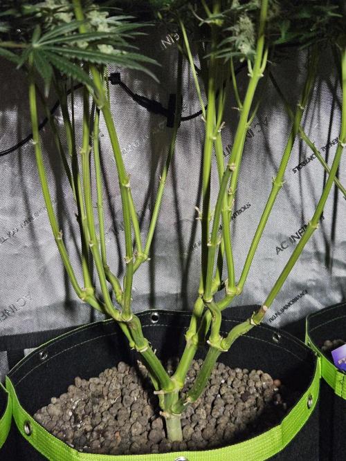 Slurricane Zamnesia. Week 12