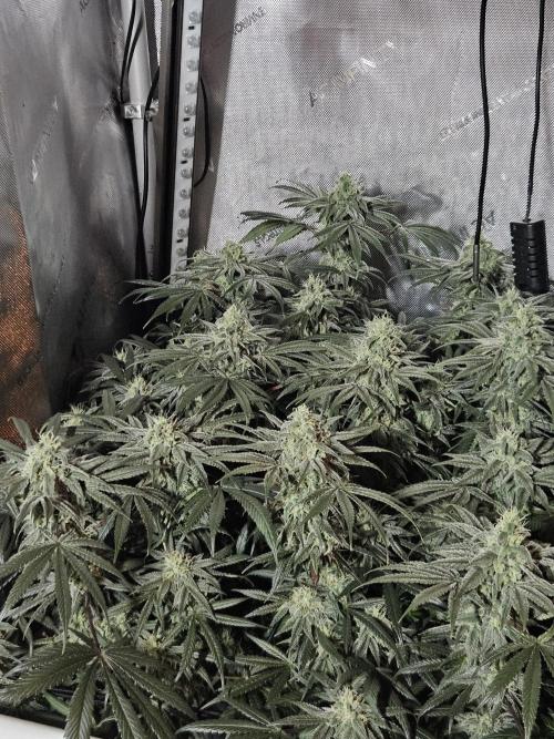 Blue Zushi Dutch Passion. Week 12