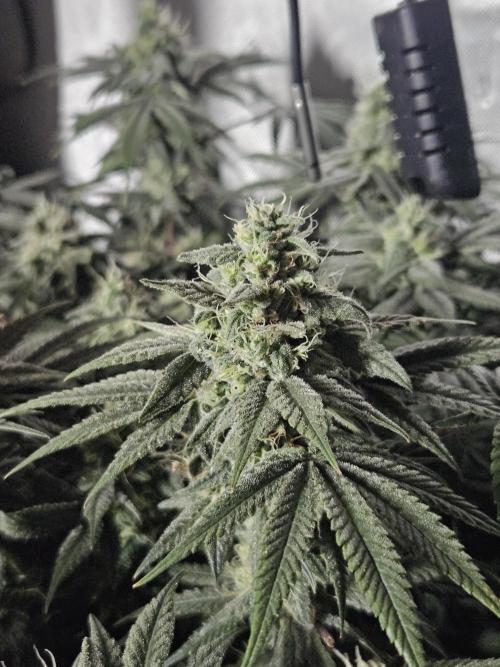 Blue Zushi Dutch Passion. Week 12