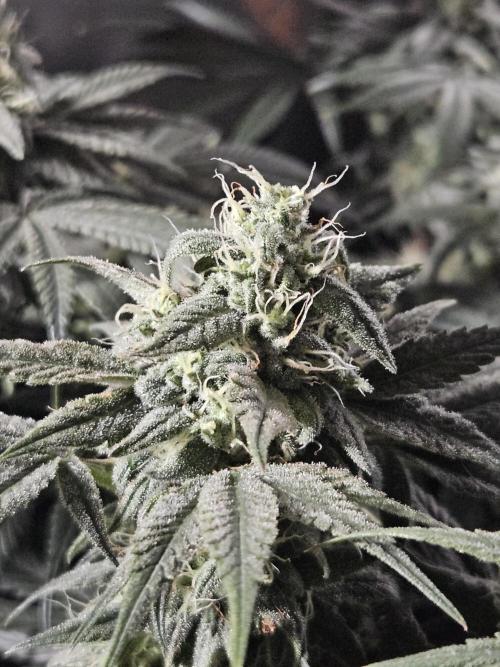 Blue Zushi Dutch Passion. Week 12