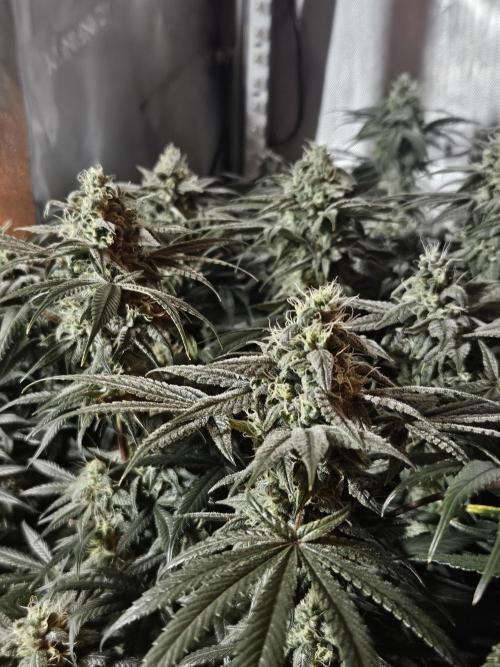 Blue Zushi Dutch Passion. Week 12