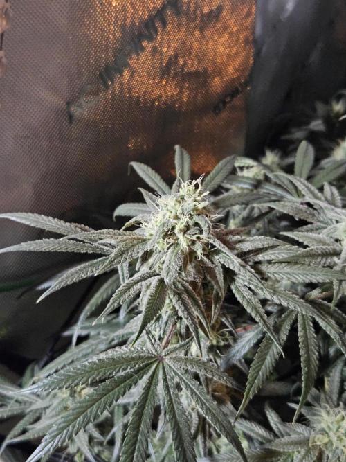 Blue Zushi Dutch Passion. Week 12