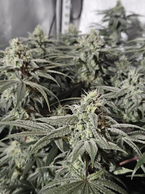 Blue Zushi Dutch Passion. Week 12