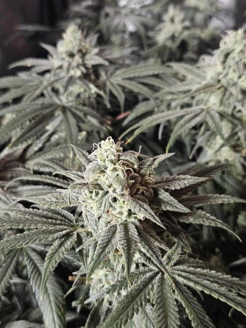 Blue Zushi Dutch Passion. Week 12