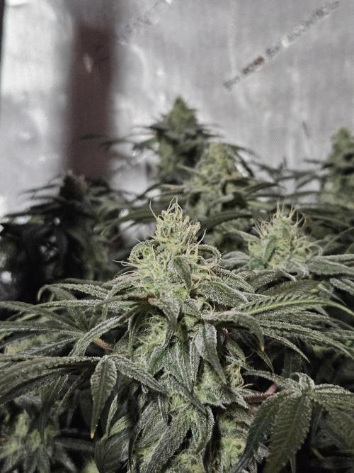 Blue Zushi Dutch Passion. Week 12