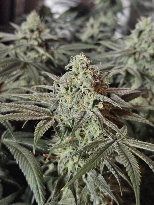 Blue Zushi Dutch Passion. Week 12