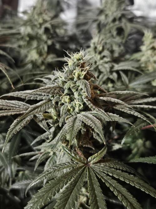 Blue Zushi Dutch Passion. Week 12