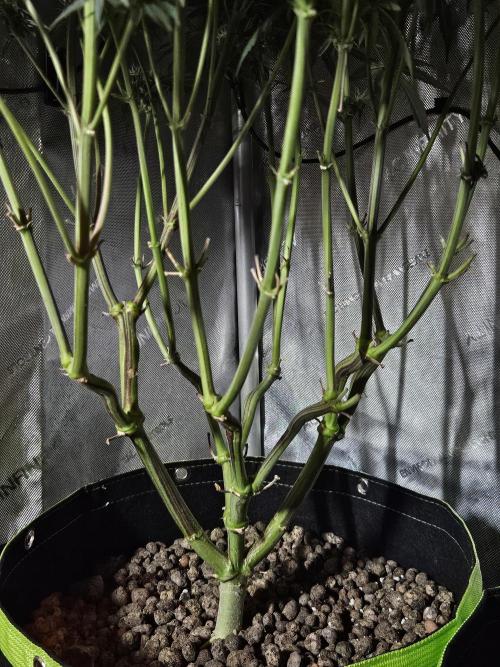 Blue Zushi Dutch Passion. Week 12
