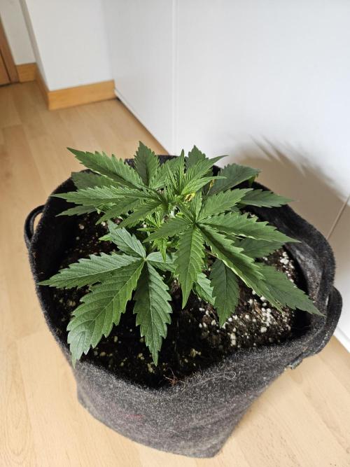 FumePop Auto Orginalsensibleseeds. Week 2