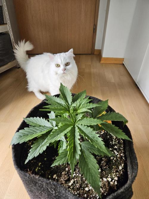 FumePop Auto Orginalsensibleseeds. Week 2