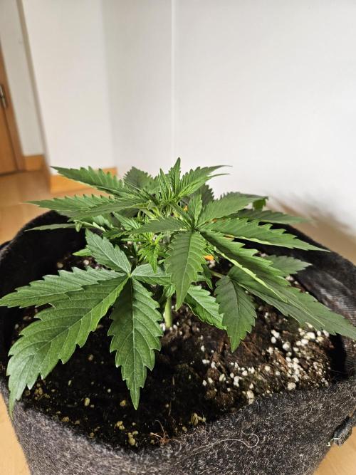 FumePop Auto Orginalsensibleseeds. Week 2