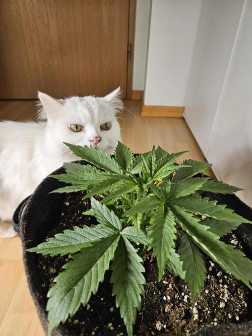 FumePop Auto Orginalsensibleseeds. Week 2