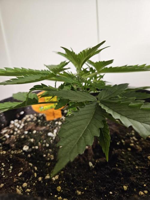 FumePop Auto Orginalsensibleseeds. Week 2