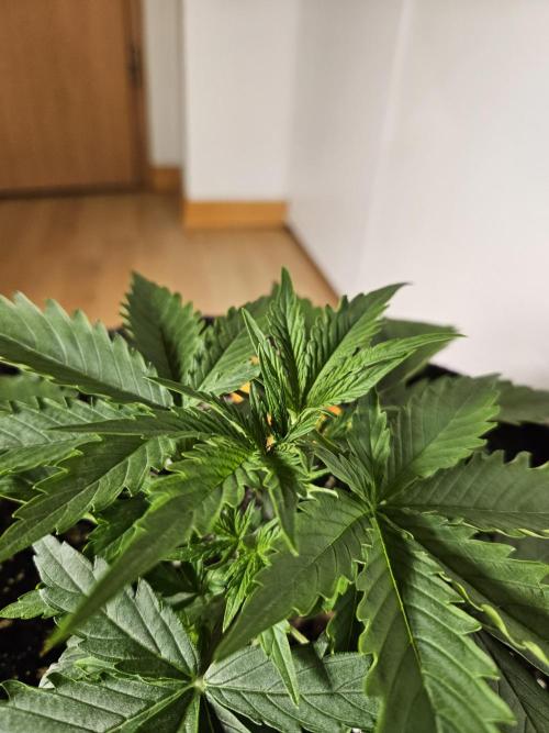 FumePop Auto Orginalsensibleseeds. Week 2