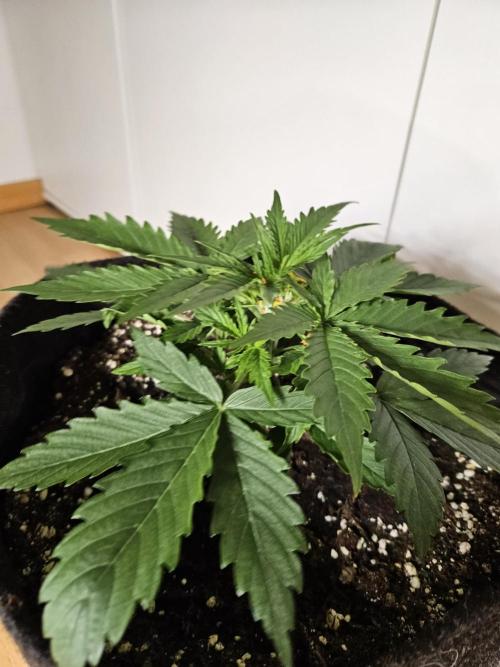 FumePop Auto Orginalsensibleseeds. Week 2