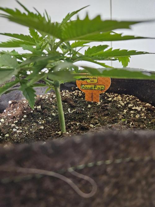 FumePop Auto Orginalsensibleseeds. Week 2
