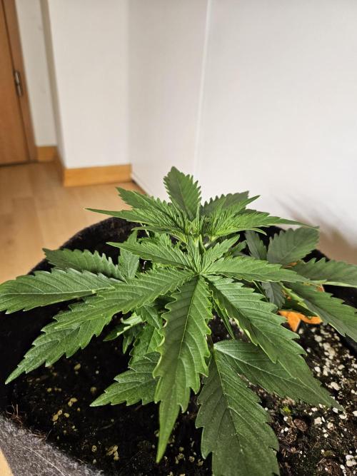 FumePop Auto Orginalsensibleseeds. Week 2