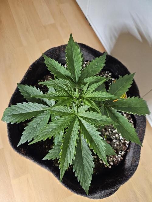 FumePop Auto. Week 2