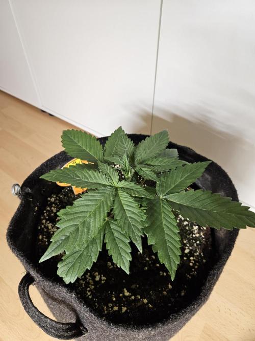 Zoapaya Auto Orginalsensibleseeds. Week 2