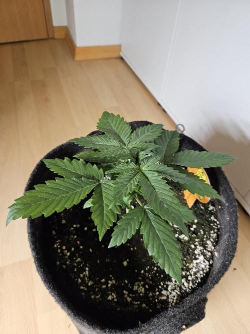 Zoapaya Auto Orginalsensibleseeds. Week 2