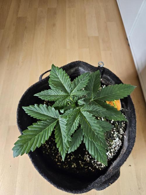 Zoapaya Auto Orginalsensibleseeds. Week 2