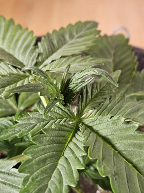 Zoapaya Auto Orginalsensibleseeds. Week 2
