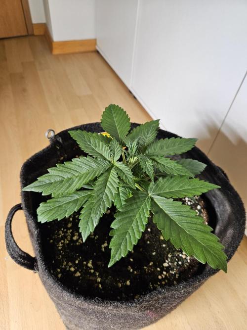 Zoapaya Auto Orginalsensibleseeds. Week 2
