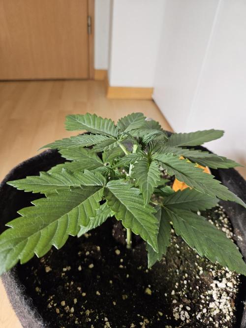 Zoapaya Auto Orginalsensibleseeds. Week 2