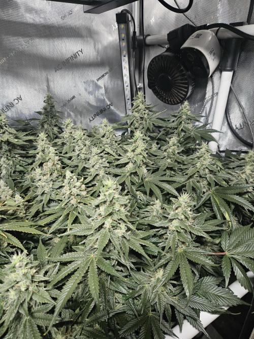 Sticky Brokkoli Zamnesia Eternity Cup. Week 13