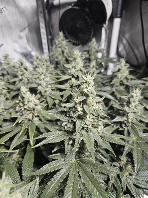 Sticky Brokkoli Zamnesia Eternity Cup. Week 13