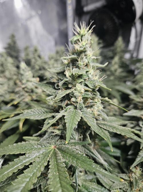 Sticky Brokkoli Zamnesia Eternity Cup. Week 13