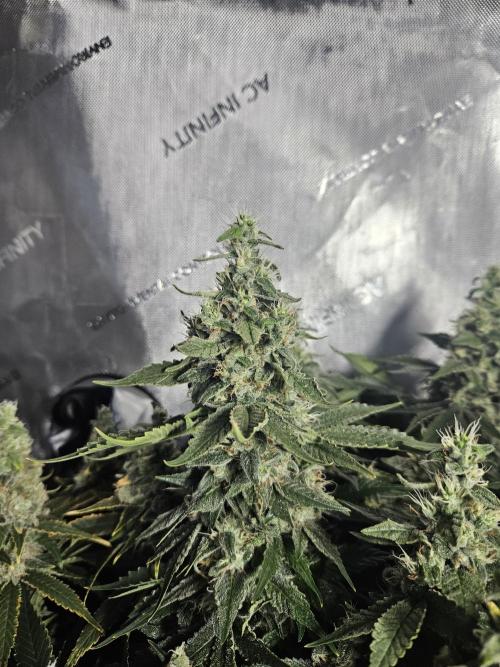 Sticky Brokkoli Zamnesia Eternity Cup. Week 13