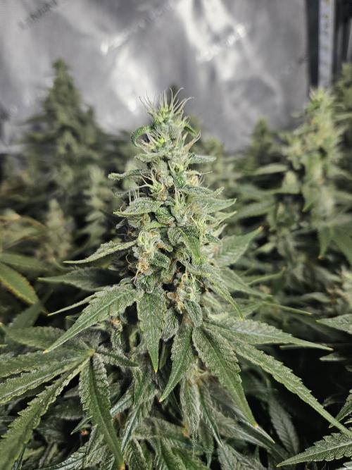 Sticky Brokkoli Zamnesia Eternity Cup. Week 13