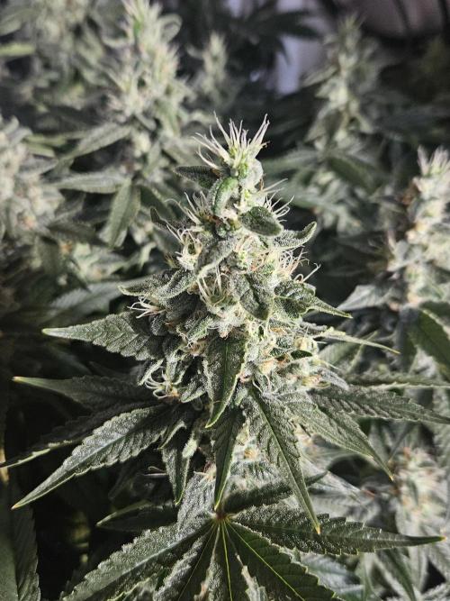 Sticky Brokkoli Zamnesia Eternity Cup. Week 13