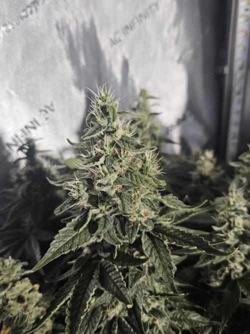 Sticky Brokkoli Zamnesia Eternity Cup. Week 13